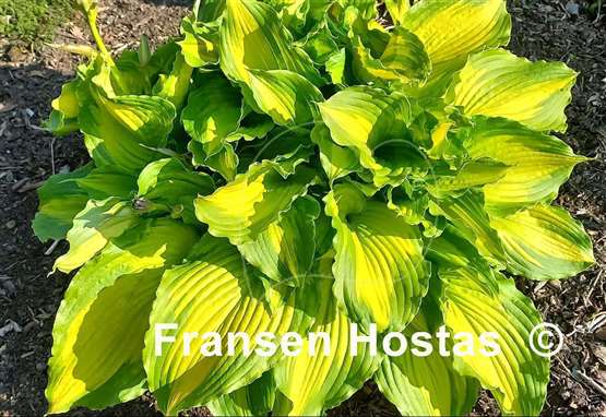 Hosta Amalia